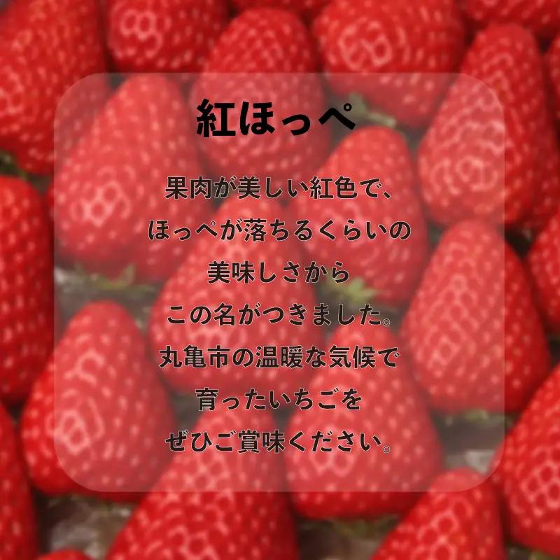 【2027年2月上旬以降発送予定】 いちご 紅ほっぺ 約2kg (250g✕8パック)  いちご