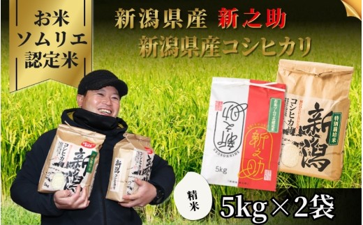 【先行予約】令和8年産【お米ソムリエのお米】食べ比べセット 精米 10kg（コシヒカリ5kg、新之助5kg） 新潟県 五泉市 エバーグリーン農場