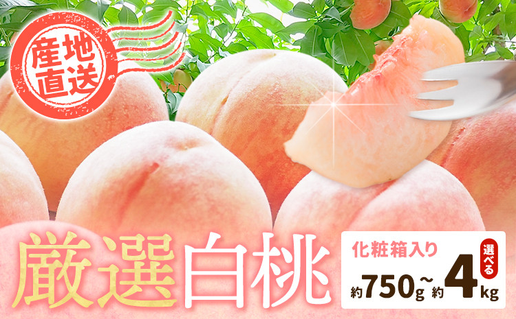 
            和歌山の厳選白桃【白鳳・清水白桃・川中島白桃 等】化粧箱入り 選べる内容量 約750g 約1.5kg 約2kg 約4kg 池田鹿蔵農園《7月上旬-8月中旬頃出荷》和歌山県 日高町 厳選 白桃 和歌山県産 白鳳 清水白桃 川中島白桃 桃 もも 果物 フルーツ
          