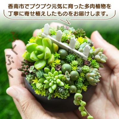 ふるさと納税 香南市 多肉植物 Mサイズ 多肉 寄せ植え 1個 pk-0005 |  | 01