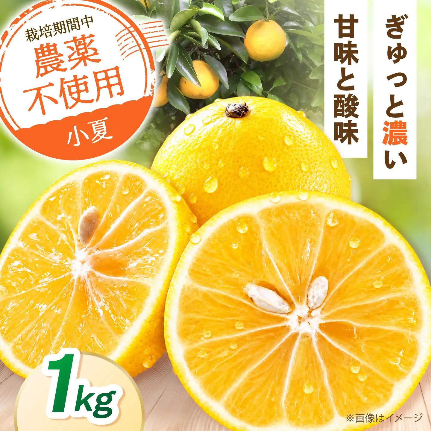 【先行予約】自然栽培小夏 1kg 〈2027年4月1日～6月30日発送〉/ 柑橘 自然 土佐市 【有限会社四万十くじら】[BQBR013]