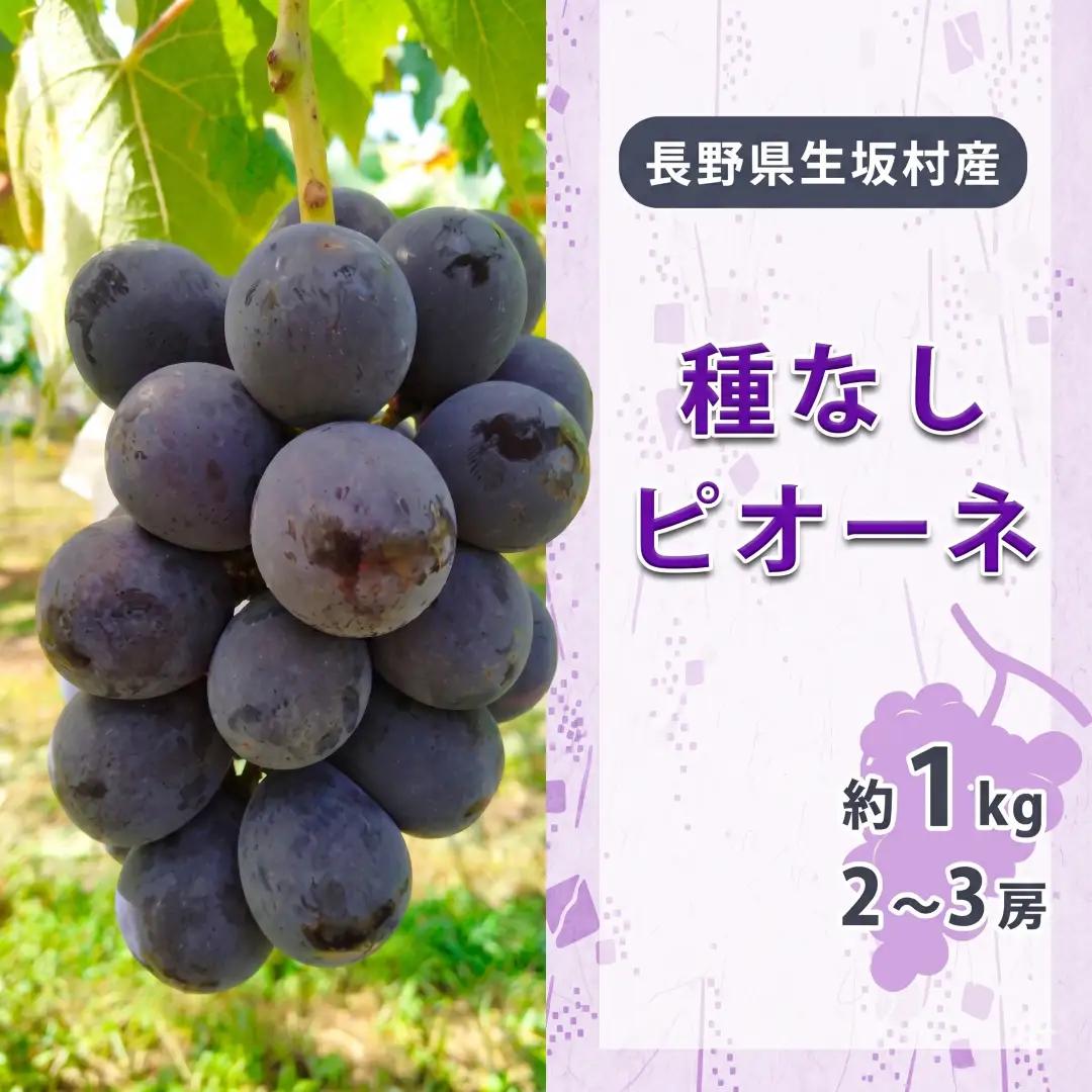 【2026年先行予約】種なしピオーネ 2~3房入り（約800g~1kg） 小さな果樹園 ぷてぃ・べるじぇ | 種なしピオーネ 