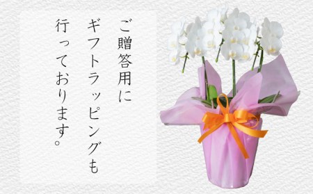胡蝶蘭 5株 花 ギフト 記念日 お祝い 胡蝶蘭