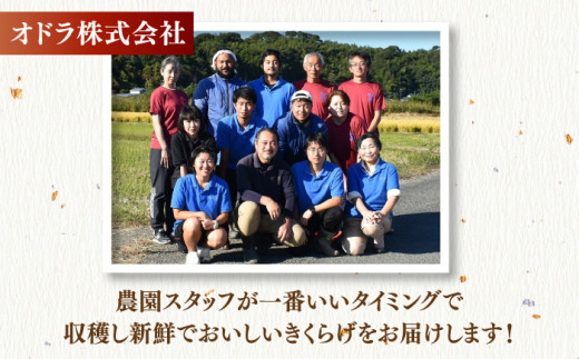 福岡県産 生きくらげ 1kg 木耳 キクラゲ 国産 ▼ 訳あり 訳アリ わけあり ワケアリ 旬 ご自宅用 きくらげ 生キクラゲ  生木耳 きのこ キノコ 菌床 桂川町/オドラ株式会社[ADBA001]
