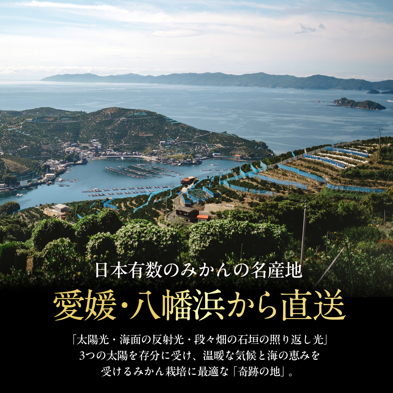 老舗農家が見極めたプレミアム【小玉】愛媛みかん20kg【愛媛県川上産】【H70-105】【1677122】 YWTK104