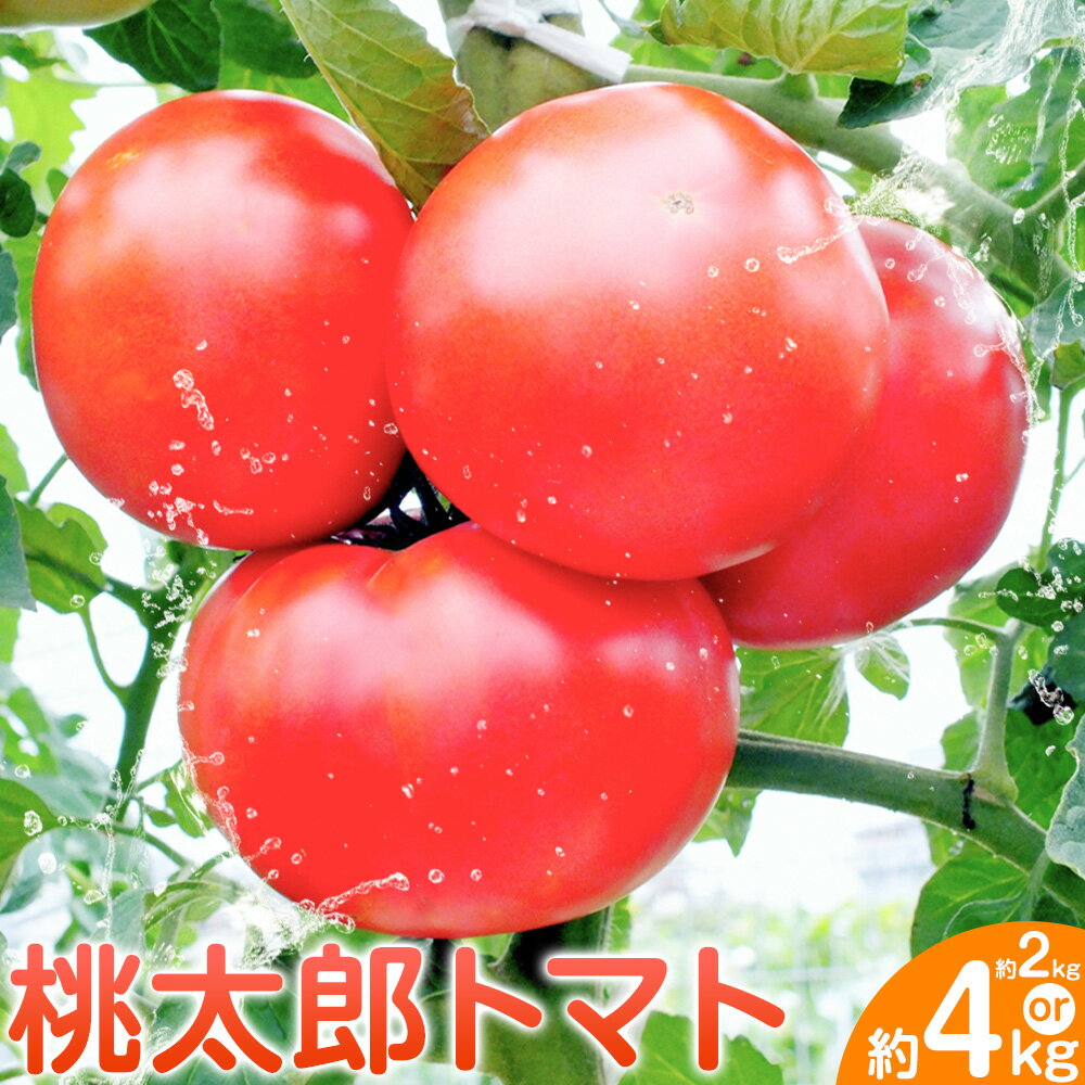【ふるさと納税】トマト 栃木県 野木町産 トマト 桃太郎 約2kg 約4kg 秋山農園《3月上旬-7月上旬頃出荷》栃木県 野木町 甘い 野菜 桃太郎トマト 新鮮野菜 青果物 とまと