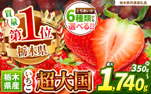 【栃木県共通返礼品】とちあいかデラックス 290g×6| いちご日本一 応援  とちあいか 食べ比べ 数量 限定 共通 返礼品 ストロベリー 人気 果物 フルーツ 限定品種  栃木県 特産品 下野市 送料無料