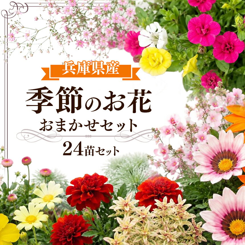 【ふるさと納税】季節の花苗24苗セット 珍しい宿根と季節の花苗 | 季節 季節のお花 季節の花苗 お花 花 フラワー 24苗 セット ガーデニング 苗 ペチュニア マーガレット サルビア ビオラ パンジー スミレ 農家おすすめ 手間いらず 四季を楽しむ 初心者向け 兵庫県 上郡町