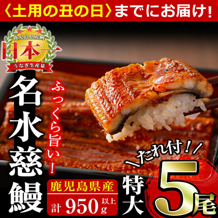 【ふるさと納税】【7/7までの入金で丑の日までにお届け】鹿児島県産 うなぎ蒲焼 名水慈鰻(特大5尾 計950g以上/1尾あたり190g以上) うなぎ 鰻 ウナギ 5尾 国産 九州産 蒲焼き かばやき 冷凍 うな重 ひつまぶし タレ 山椒 ランキング 人気【鹿児島鰻】