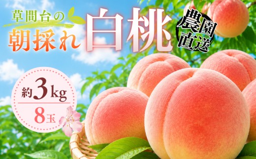 草間台の朝採れ白桃1箱 約3kg 8玉 【先行予約 2026年7月下旬から発送】