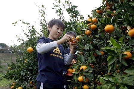 みかん狩りと宝探し体験券（2名様用）／みかんのお土産（約5㎏）付き