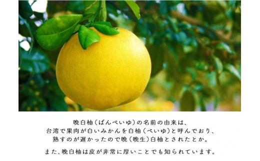 晩白柚スイーツセット ゼリー プリン はちみつドリンク 道の駅竜北 《60日以内に出荷予定(土日祝除く)》---sh_michisweetset_60d_21_13000_3s---