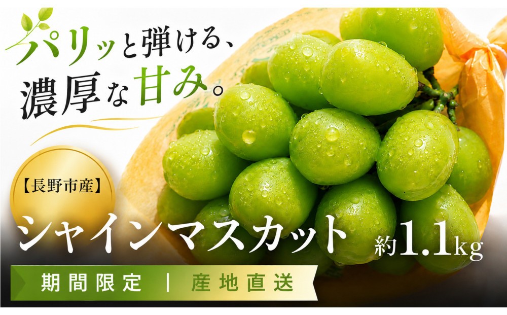 
                  【2026年発送】 シャインマスカット 約1.1kg 2～3房 | シャインマスカット しゃいんますかっと シャインマスカット 果物 フルーツ マスカット ますかっと くだもの 先行予約 ブドウ 葡萄 長野ぶどう 長野市産 ぶどう シャインマスカット マスカット しゃいんますかっと 葡萄 果物 くだもの フルーツ 旬 種なし 種無し 信州 信濃 ふるさと納税
                
