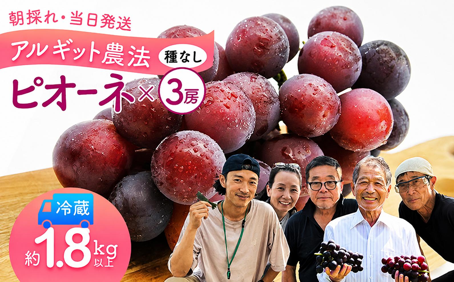 
                  ピオーネ ぶどう 3房 約1.8kg以上 アルギット葡萄 種なし | ピオーネ ぶどう 種なし ピオーネ 大粒ぶどう 黒ぶどう 葡萄 アルギット葡萄 京都府産 舞鶴産 フルーツ 果物 産地直送 冷蔵便 ギフト 贈答用 お中元 夏ギフト ふるさと納税
                
