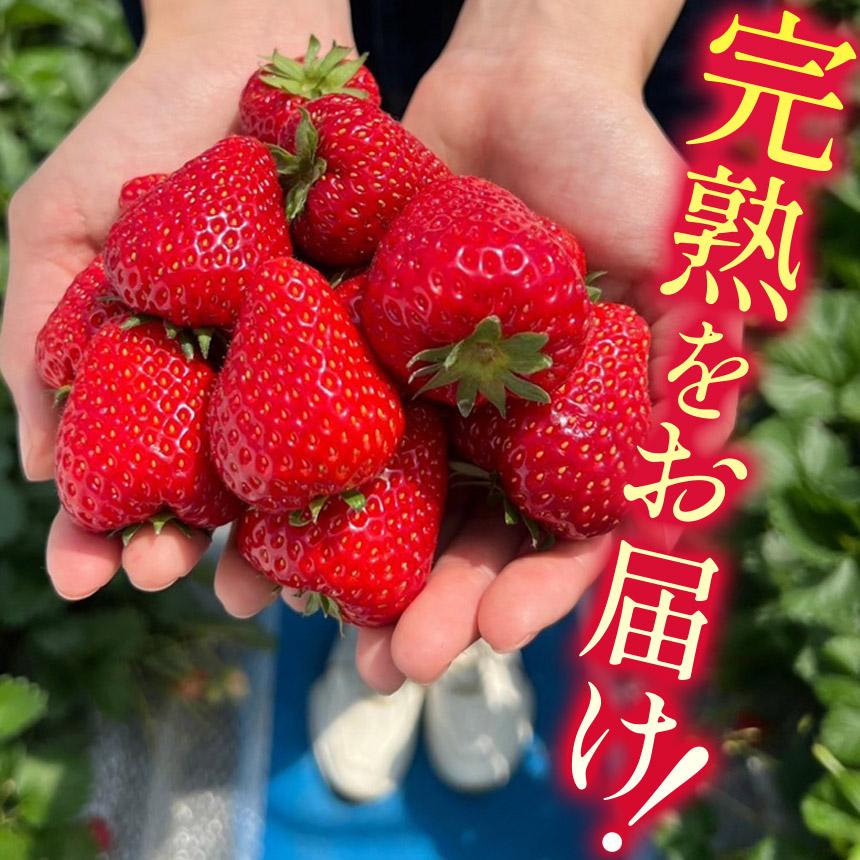 [3月以降発送] [期間限定] 栃木県産 いちご ロイヤルクイーン12～15粒 先行予約 選べる発送月｜栃木県産 矢板市産 フルーツ スイーツ デザート 果物 果実 産地直送 栃木県 矢板市 