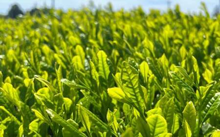 【3個口】深蒸し菊川茶ペットボトル 350ml 72本入｜ お茶 茶 緑茶 深蒸し茶 菊川茶 ペットボトル 飲料 静岡県 菊川市 【2025年12月下旬迄順次発送予定】