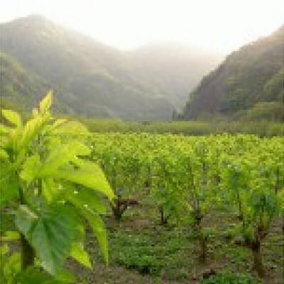 ふるさと納税 江津市 有機桑茶セット(36包×3袋) |  | 02