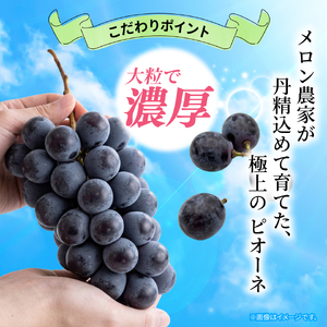 訳あり ピオーネ 1房 450g 以上 数量限定 種なし 