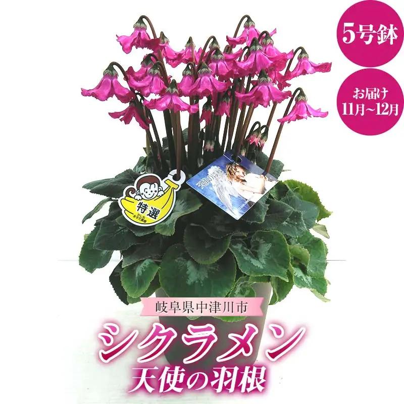 シクラメン 天使の羽根 5号鉢 ますだ農園 花 植物 フラワー F4N-1795