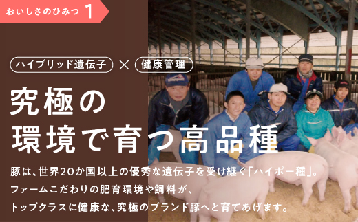定期便【5カ月】まる姫ポーク まるごと味わいセット（ロース生姜焼き用・肩ローステキカツ用・バラスライス・粗ミンチ）2.4kg×5回（計12kg）