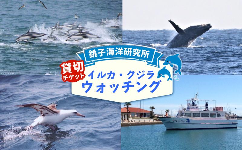 
            【 貸切 】 沖合 イルカ・クジラウォッチング 貸切チケット イルカ クジラ チケット 船 お手軽 体験 体験型 予約 観光 観光チケット 貸し切り 乗船券 クルーズ クルージング 海 海の生物 野生動物 動物 オットセイ 関東 千葉 家族 子供 カップル ペア スナメリ ギフト 贈答 プレゼント 贈り物 千葉県 銚子市 銚子 送料無料 ふるさと納税 ふるさと納税イルカウオッチング 銚子海洋研究所
          