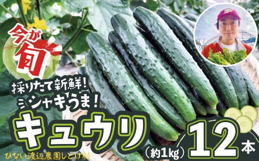 キュウリ 採りたてシャキ旨！12本　30P3225　/ 東北 秋田 大館 野菜 新鮮 農産物 農家 きゅうり 農家直送 もろきゅう サラダ 和え物 産直 ハウス栽培 夏野菜 夏やさい サラダ 総菜  おかず