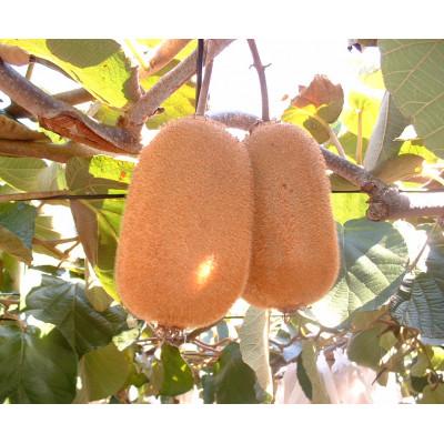 ふるさと納税 土庄町 【小豆島】香緑キウイ　約1.2kg |  | 01