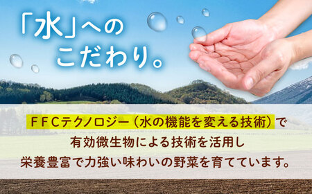 愛菜連のおまかせ野菜パック（６人用）野菜詰合せ 旬 旬の野菜 野菜セット 産地直送 ミネラル ビタミン 豊富　広島県福山市/マルフク株式会社[BAFW002]