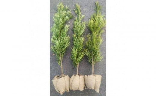 ラカンマキ 3本セット 樹高約1m 取扱説明書付き