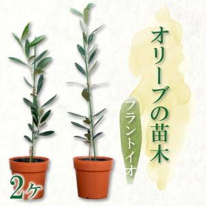 オリーブ 苗木 2本 セット フラントイオ 植物 鉢植え オリーブ