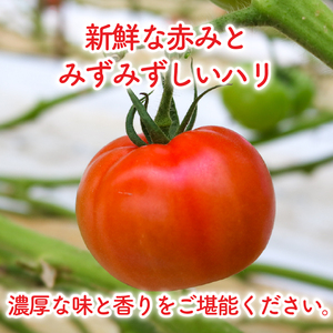 トマト 約4kg(12～30個) 京都府産 トマト