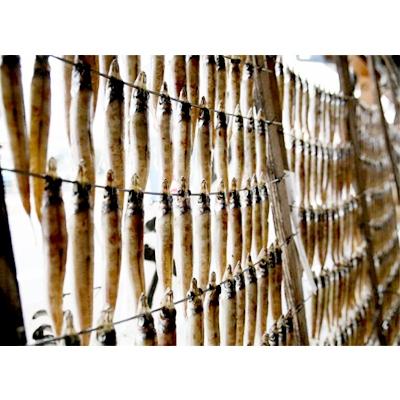 ふるさと納税 宮津市 日本海産　ふっくら柔らか沖キスの一夜干し(極太)