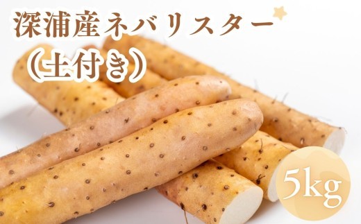 
                  お届け：2026年12月中旬～2027年2月下旬　青森県深浦町産 ネバリスター 約5kg 土つき 
                