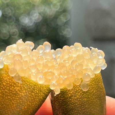 ふるさと納税 海津市 フィンガーライム果実 |  | 02