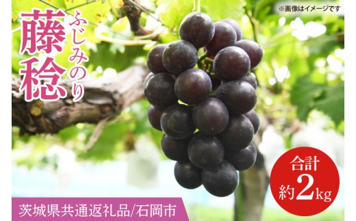 
                  【2026年8月より順次発送】藤稔（ふじみのり） 約2kg【茨城県共通返礼品/石岡市】【葡萄 ぶどう フルーツ 果物 くだもの 水戸市 茨城県】(IT-23)
                