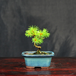 赤石の泉 赤石 五葉松（鉢植え） F-128【現品限り】【配送地限定】