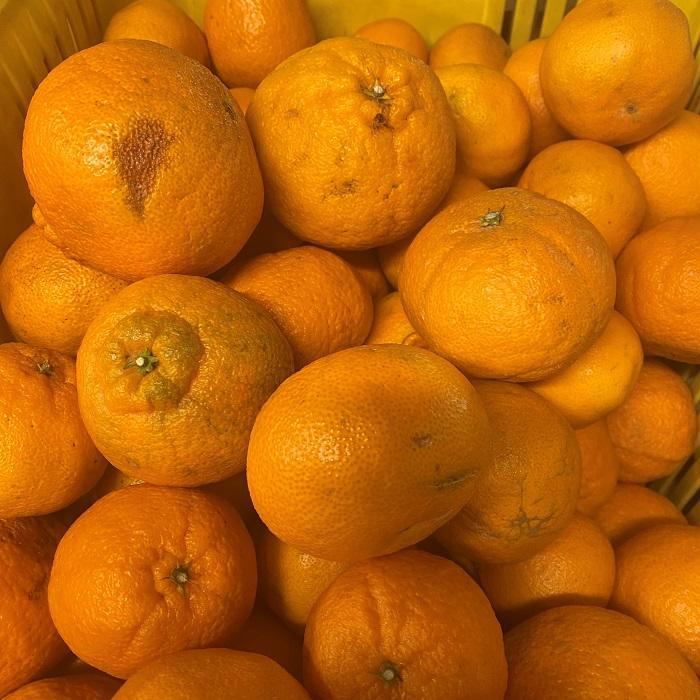 和歌山産 不知火 約3kg ［家庭用］［US64］