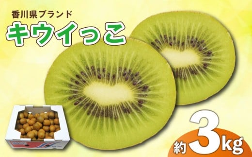 先行予約 キウイ 約3kg キウイフルーツ サイズ混合 さぬきキウイっこ 果物 果実 フルーツ 旬 デザート 選べる 容量 11月上旬～12月下旬 配送 家庭用 贈答用 ギフト プレゼント 香川県 丸亀市