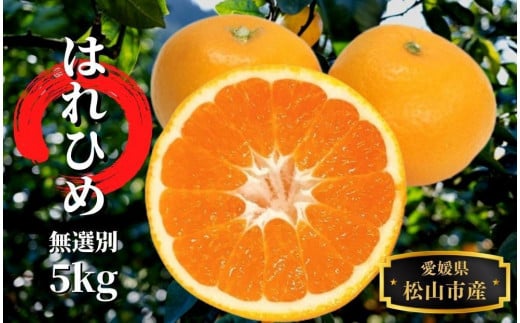 【先行予約】はれひめ 無選別 約5kg 12月～1月頭頃発送 | 愛媛産 愛媛県産 国産 愛媛みかん 愛媛蜜柑 愛媛ミカン みかん ミカン mikan 蜜柑 柑橘 フルーツ 果物 くだもの お取り寄せ 産地直送 数量限定 人気 おすすめ 愛媛県 松山市 送料無料