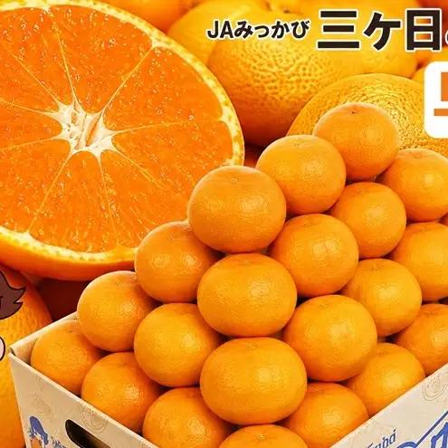 みかん 早生 Mサイズ3kg ミカン 果物 くだもの みかん