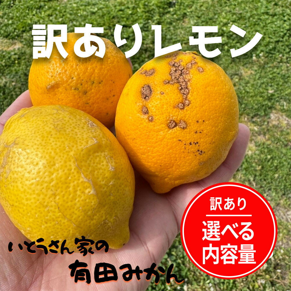【ふるさと納税】【選べる内容量】 訳あり 国産 レモン 2.5～5kg | レモン 柑橘 フルーツ 果物 くだもの 食品 人気 おすすめ 送料無料