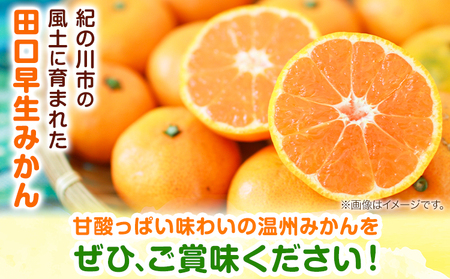 【先行予約】早生みかん(田口早生) 約5kg《11月中旬～12月末頃より出荷予定(土日祝除く)》ｍ＆ｎ果実園 和歌山県 紀の川市 送料無料 蜜柑 柑橘 果物 フルーツ 温州みかん 早生みかん 田口早生