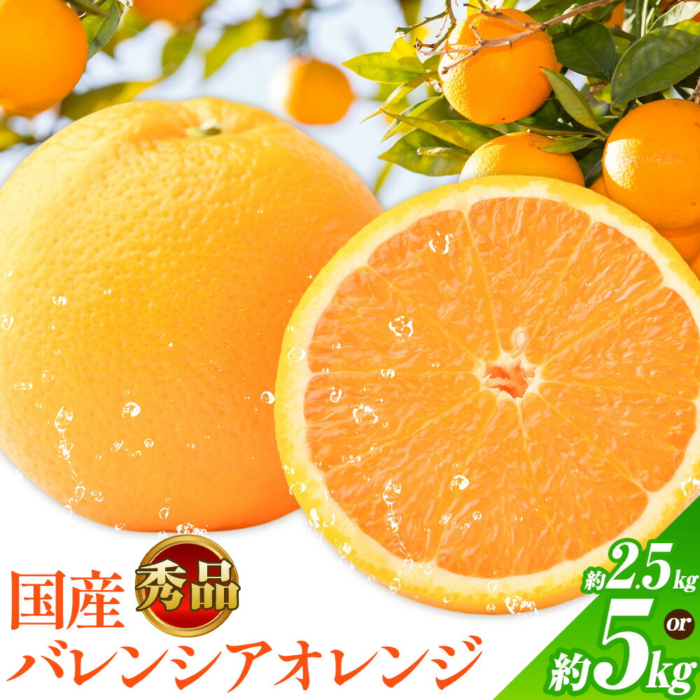 【ふるさと納税】【秀品】※先行予約※希少な国産バレンシアオレンジ 選べる 2.5kg 5kg 株式会社 魚鶴商店《2026年6月下旬頃～7月上旬頃出荷》和歌山県 日高川町 オレンジ 柑橘 フルーツ 果物