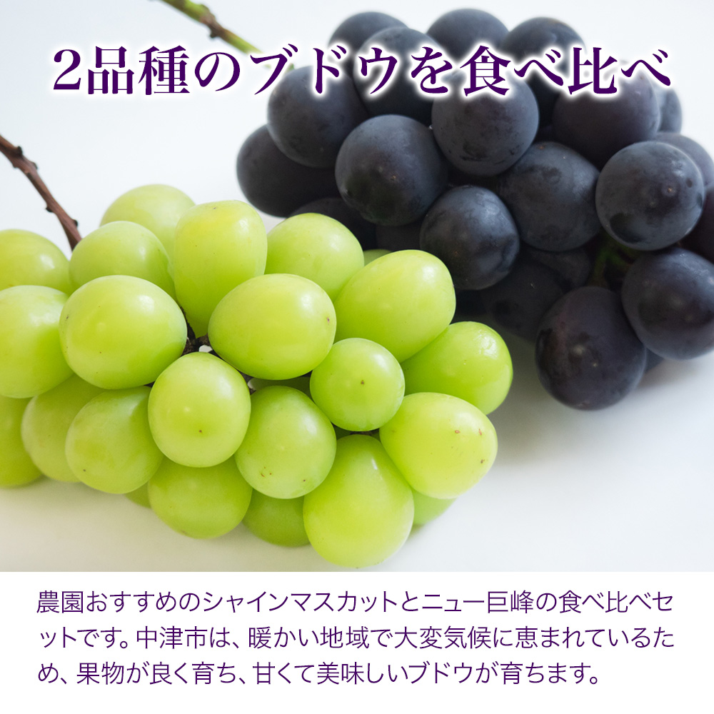 【先行予約】宮内果樹観光園のシャインマスカットとニュー巨峰 約1kg | フルーツ 果物 くだもの ぶどう ブドウ 葡萄 シャインマスカット マスカット 巨峰 セット 食べ比べ 産地直送 大分県 中津