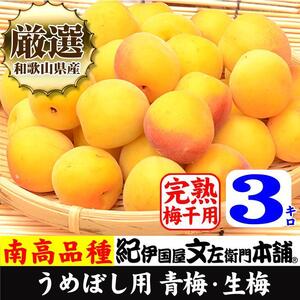 南高梅【完熟】黄色3kg ■特大サイズ  梅干用フレッシュ青梅（生梅）／紀伊国屋文左衛門本舗