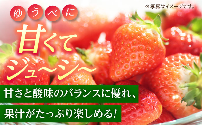 【先行予約】【5回定期便】いちご Mサイズ ゆうべに 2kg（8pc）【熊本ベリー】 [ZER020]