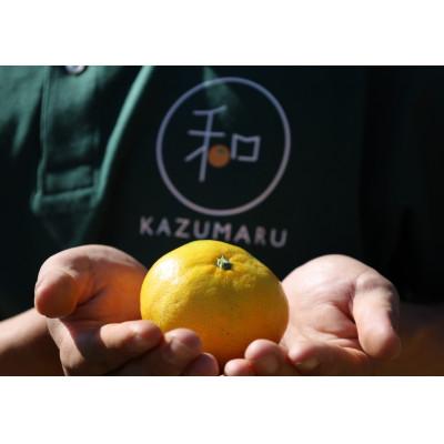 ふるさと納税 海南市 【発送月固定定期便】家庭用柑橘定期便　1.5kg　10月〜5月まで期間限定全8回 |  | 01