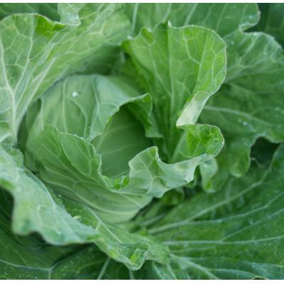 ふるさと納税 養父市 但馬の旬をお届け!採れたて野菜セット(7~8種類) |  | 01