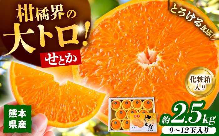 
                  【2027年2月下旬から発送】 みかん ミカン せとか 約2.5kg 果物 フルーツ 秀品 贈答用 化粧箱 ギフト 贈答 蜜柑 柑橘 かんきつ くだもの 旬 甘い 品種 3kg 5kg 10kg より少ない 2kg 以上 2.5㎏【小春農園】 [ZBN002]
                