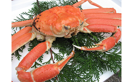 【B-35】鳥取網代港【訳あり】浜茹で！松葉ガニ（大）800g以上【さかなや新鮮組】